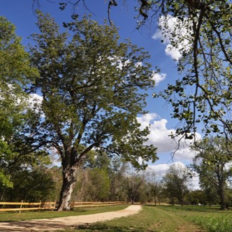 Throughout history these trees have been used as a marker to pave the way for paths across Texas.